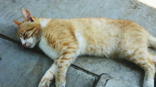 High angle view of cat sleeping on footpath