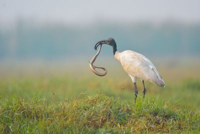 Black headed ibis with a snake kill