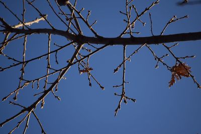 Low angle view of bare tree against blue sky