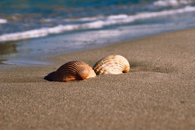 Close-up of seashell on beach