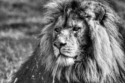 Close-up of lion looking away