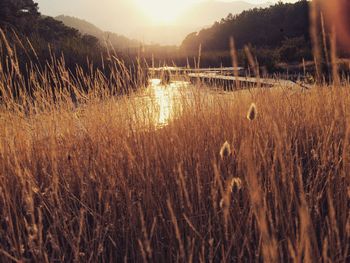 Scenic view of field against sky during sunset