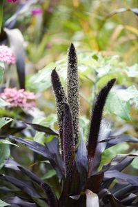 Close-up of flowering plant on field