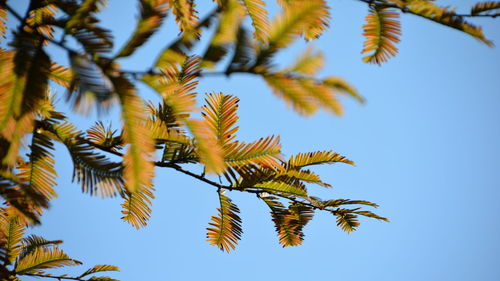 Metasequoia leaf 