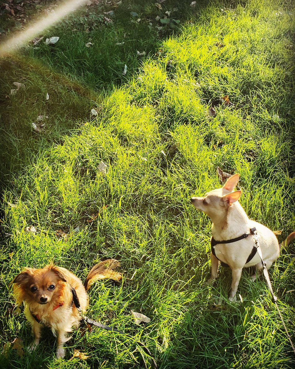 HIGH ANGLE VIEW OF DOG ON GRASS