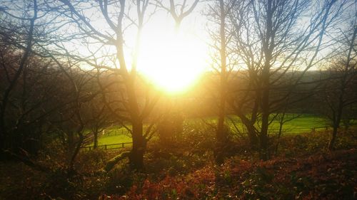 Sun shining through trees during sunset