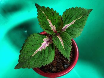 High angle view of potted plant on table