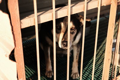 Portrait of dog in cage