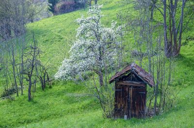 Trees growing on field in forest