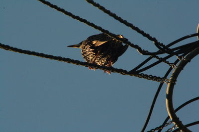 Low angle view of eagle perching on cable against sky