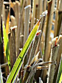 Close-up of bamboo on plant