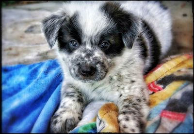 Close-up portrait of a dog