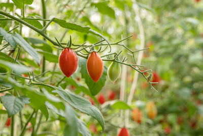 Close-up of tomatoes growing outdoors