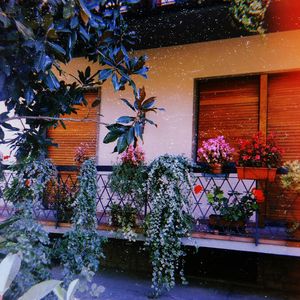 Potted plant against building