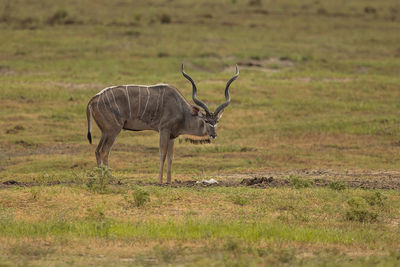 Antelope standing on grassy land