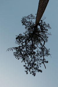 Low angle view of trees against clear sky