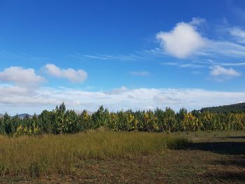 Scenic view of field against sky