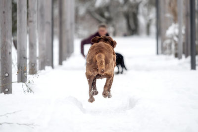 Rear view of dog walking on snow covered field