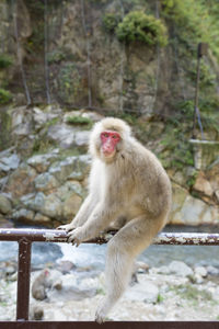 Close-up adult macaque in japan