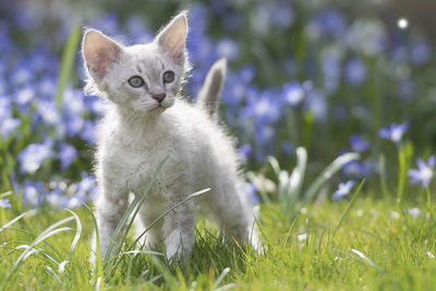 Cat standing on grassy field