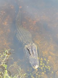 High angle view of alligator in lake