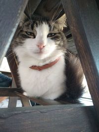 Close-up portrait of cat on bed