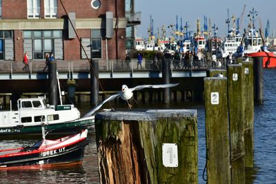 Boats in harbor