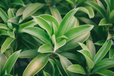 Full frame shot of green leaves