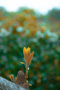 Close-up of flowering plant