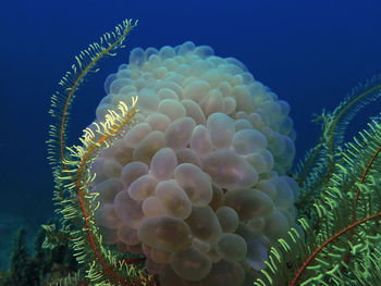 Close-up of coral in sea