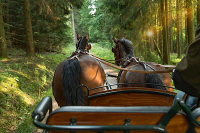 Two horses saxon thuringian heavy warm blood pull a carriage into green landscape. 