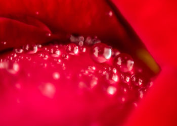 Close-up of red berries