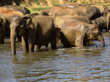 indian elephant