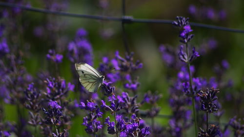 Butterfly pollinating on purple flowering plants