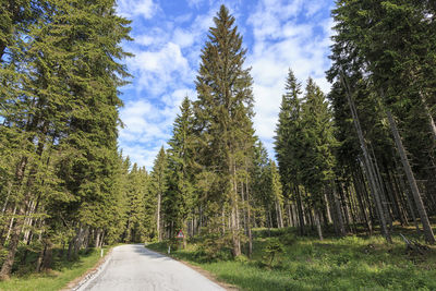 Road amidst trees in forest