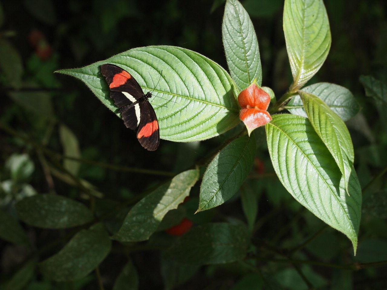 CLOSE-UP OF GREEN BUTTERFLY ON FLOWER