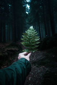 Cropped hand of man holding plant in forest