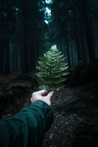 Low section of man in forest