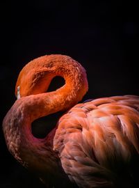 Close-up of a bird against black background