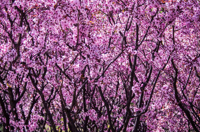 Low angle view of cherry blossoms in spring