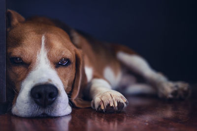 Close-up portrait of dog resting on floor