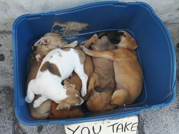Directly above shot of puppies in container
