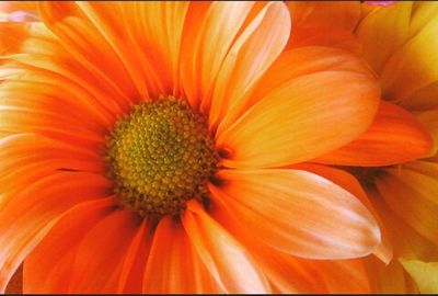 Full frame shot of yellow flower