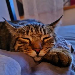 Close-up of cat lying on bed at home