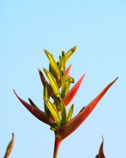 Close-up of flowering plant against clear blue sky