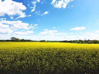 Scenic view of oilseed rape field against sky