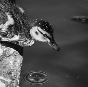 Close-up of a bird drinking water