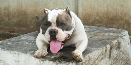 Portrait of dog lying on rock