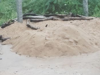 High angle view of horse on beach