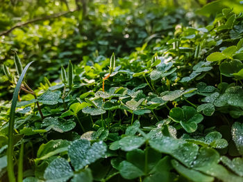 Oxalis corniculata, the creeping woodsorrel, resembles the common yellow woodsorrel, oxalis stricta.